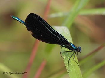 Calopteryx maculata, male